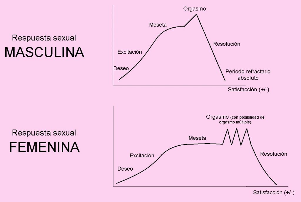 El ciclo de la respuesta sexual - Psicólogos en Valencia