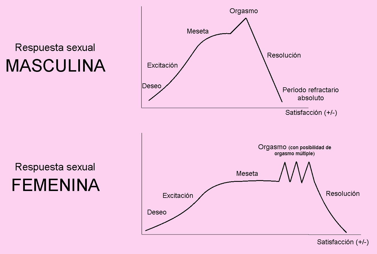 El Ciclo De La Respuesta Sexual Psicólogos En Valencia